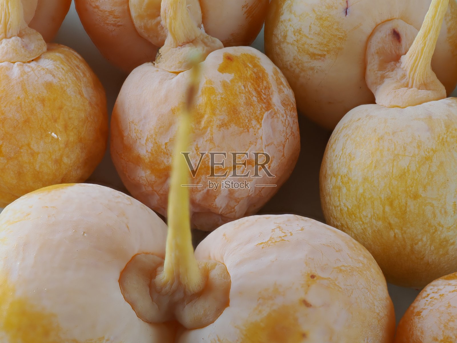 特写成熟的银杏果,地上掉落的照片摄影图片