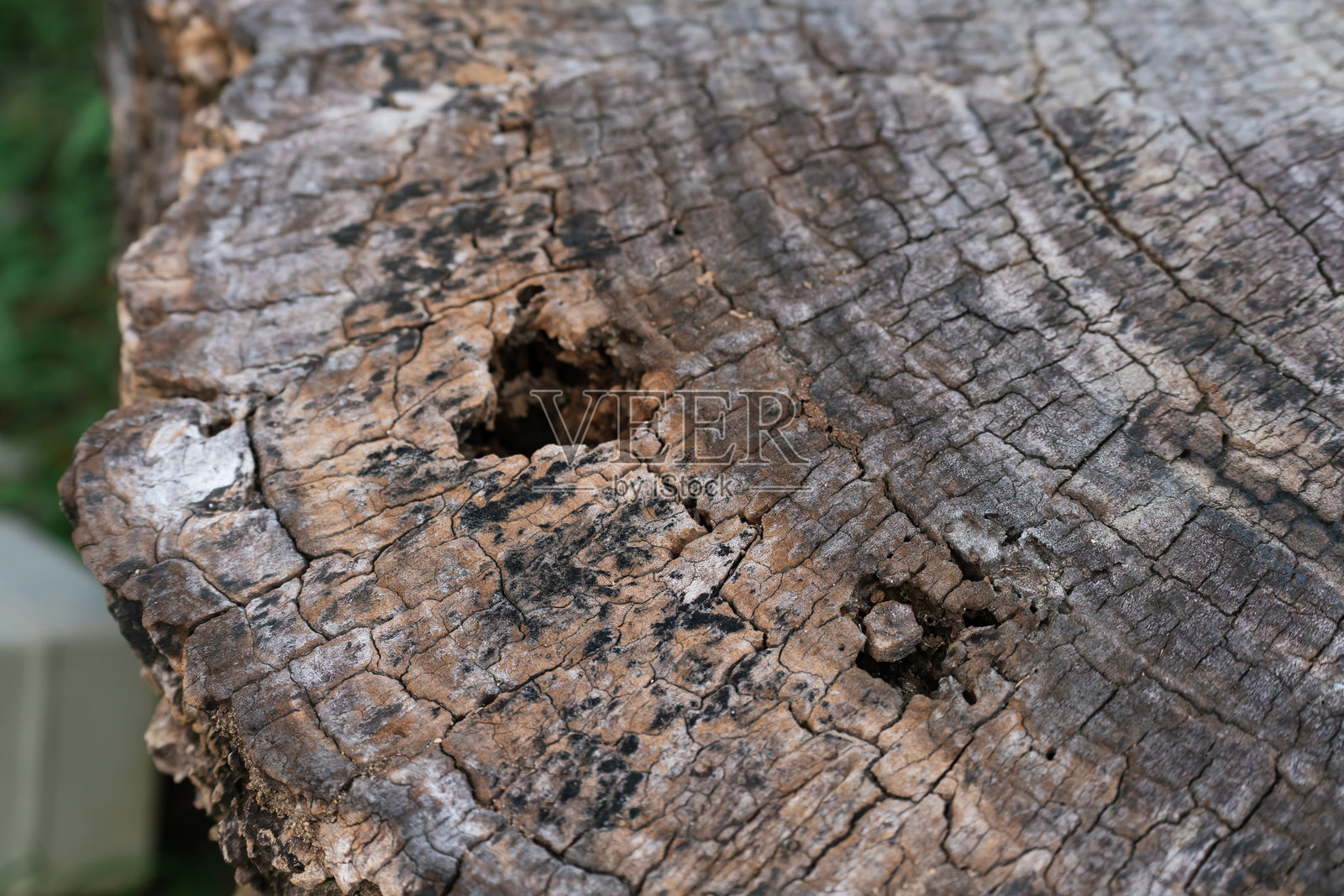 树干横截面,表面有裂缝和空洞。照片摄影图片