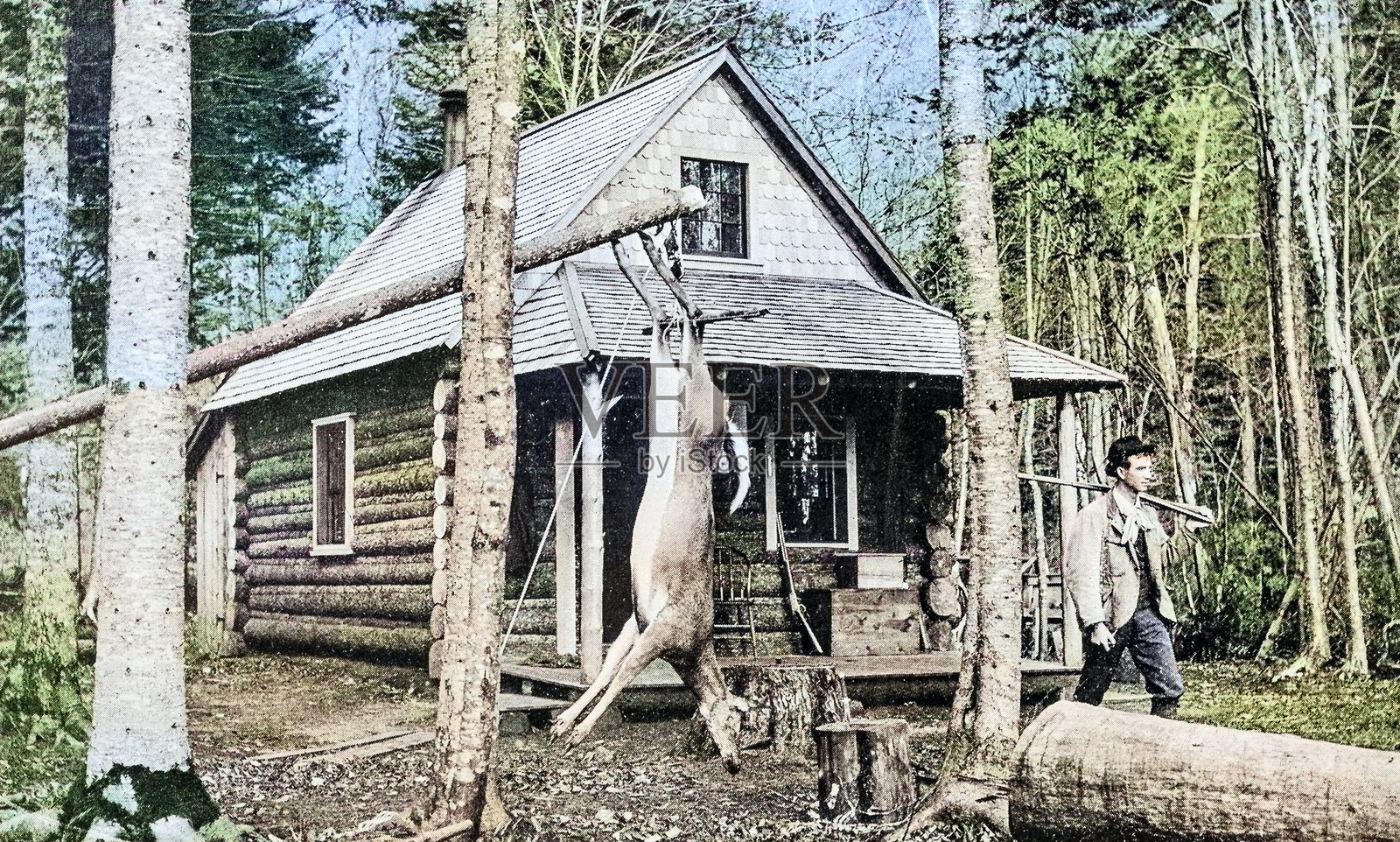 老照片:缅因州森林插画图片素材