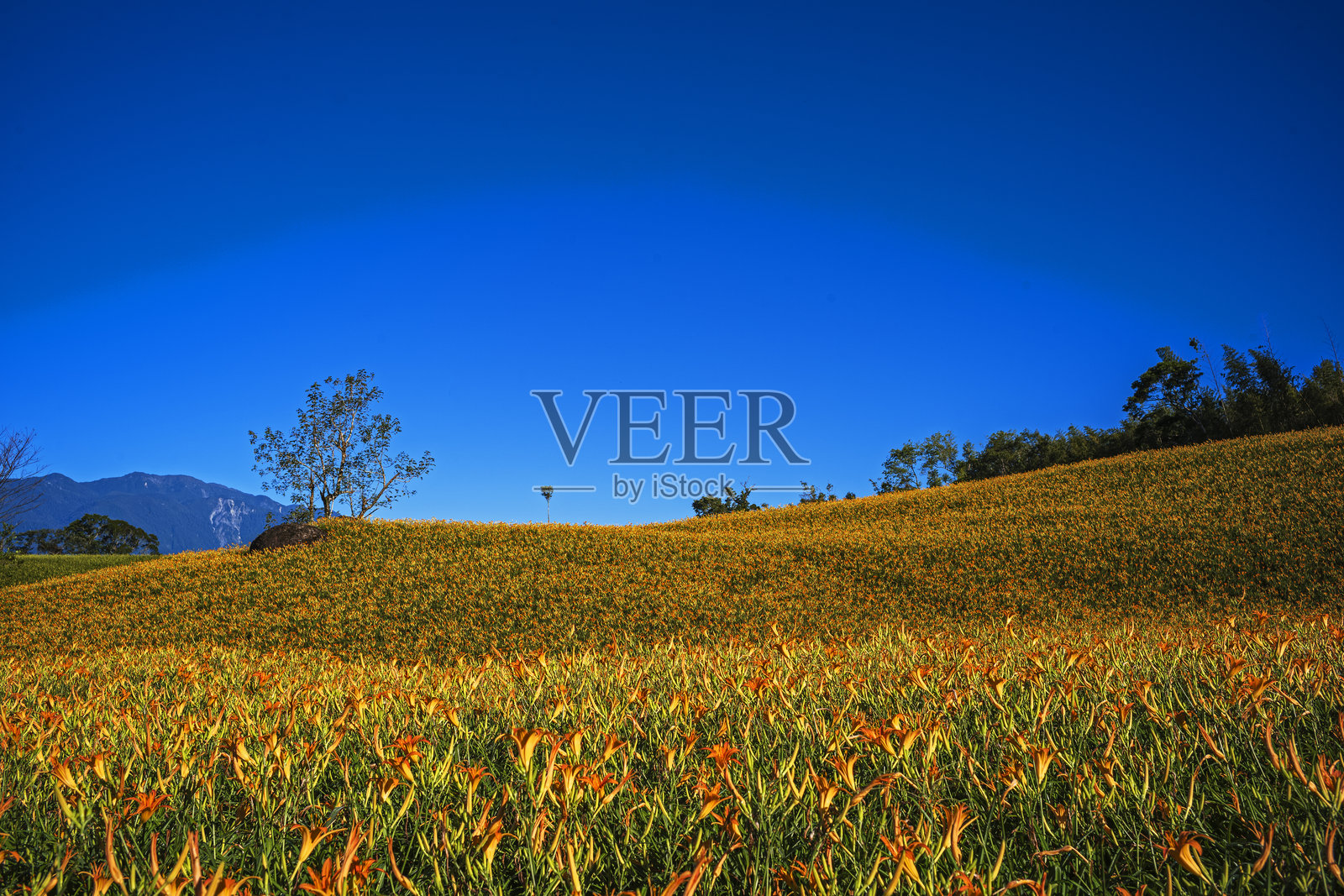 橙色萱草花照片摄影图片