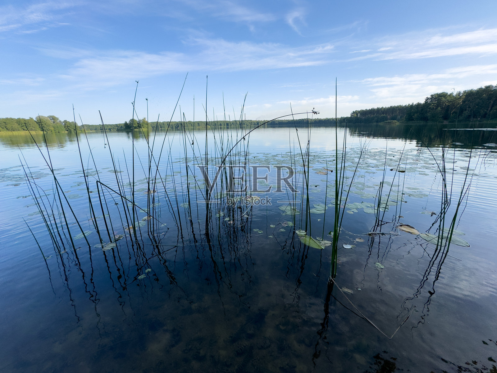 水面漂浮着大量水草和植物的湖泊照片摄影图片
