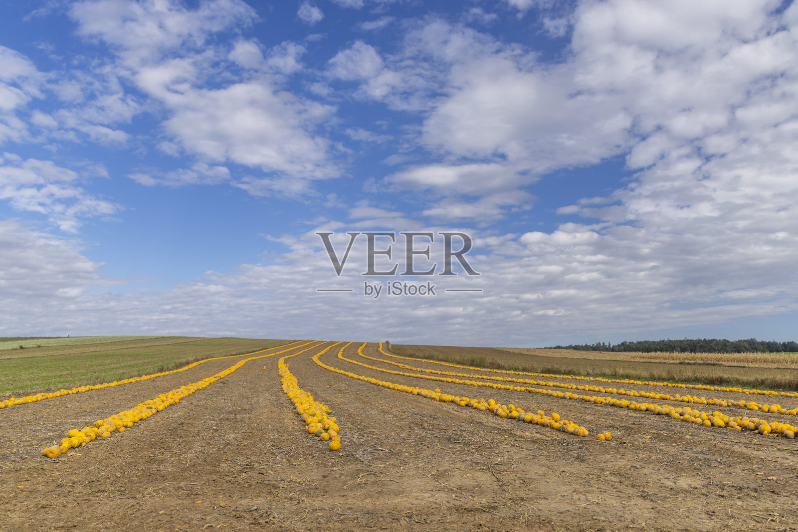 奥地利下奥地利州秋季南瓜丰收照片摄影图片