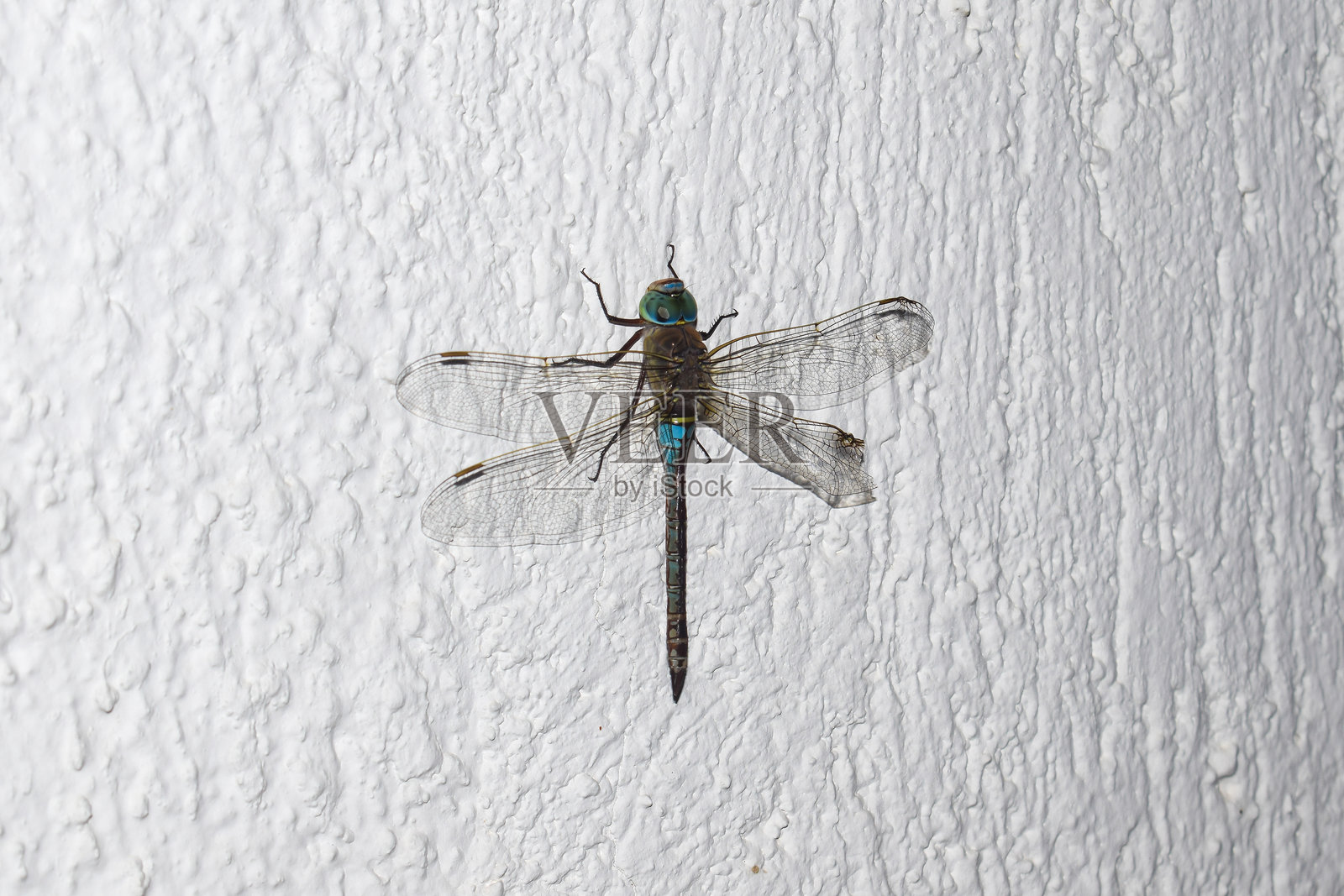 一只拥有四片精美翅膀的大型蓝色蝴蝶照片摄影图片