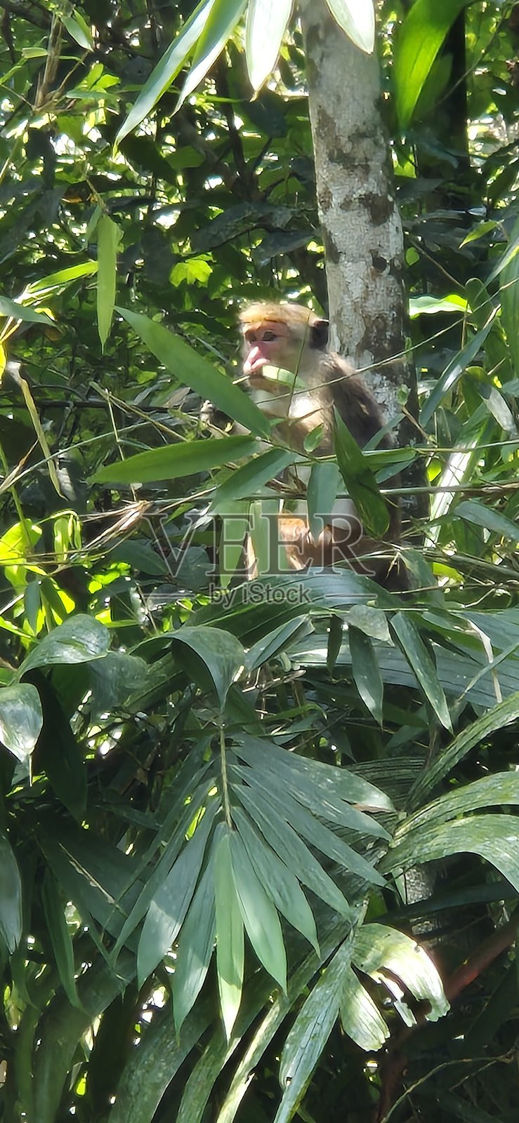 热带雨林中等待中的小猴子照片摄影图片
