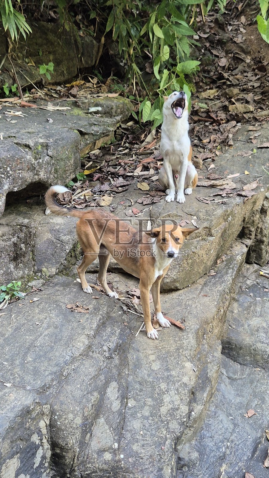 年轻的狗狗们——朋友照片摄影图片