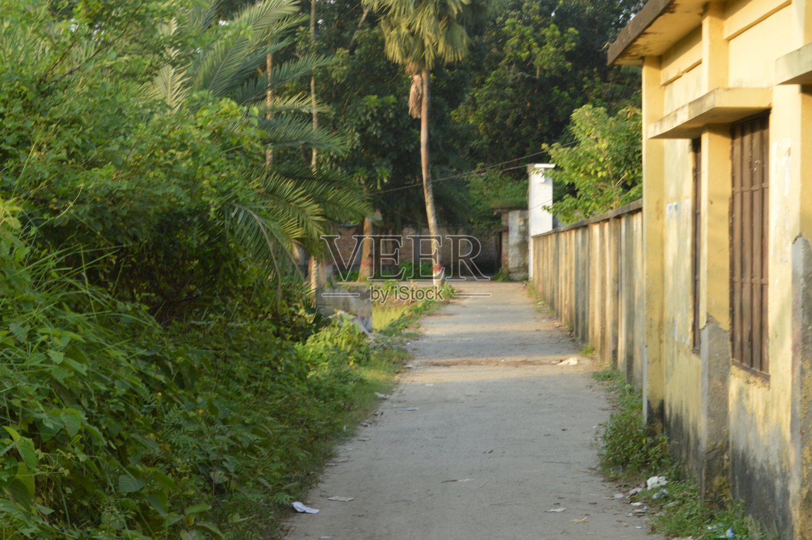 村庄里绿植环绕的道路照片摄影图片