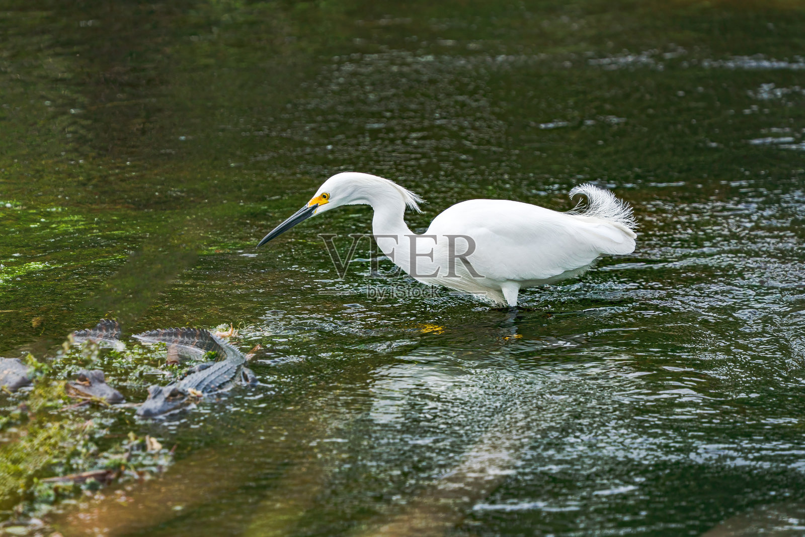 雪鹭 (Egretta thula) 美国佛罗里达州奥兰多湿地照片摄影图片