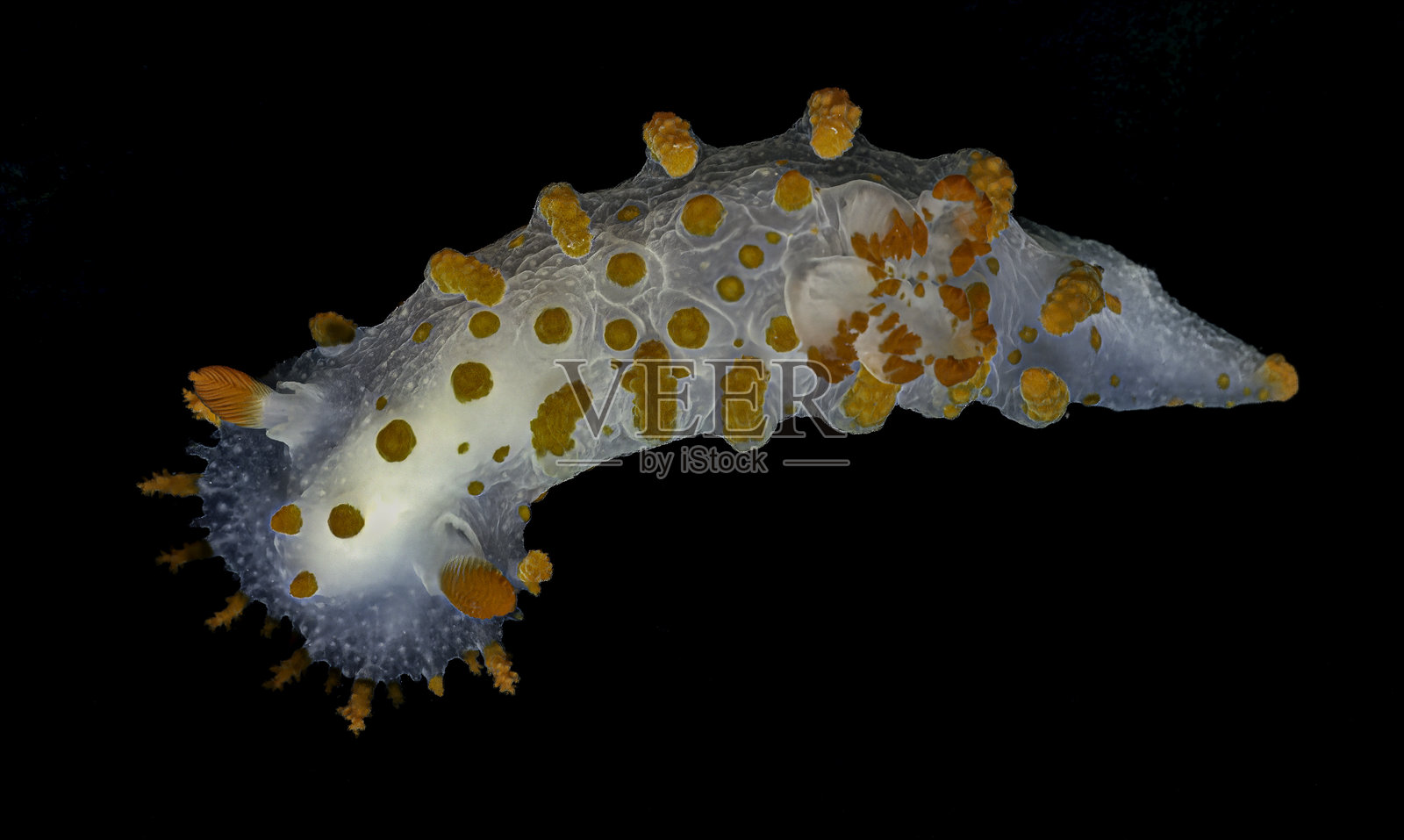 Triopha catalinae,俗称海小丑海蛞蝓或海小丑,是一种色彩艳丽的海蛞蝓,属于裸鳃类。海小丑是腹足纲软体动物,属于海神鳃科,无壳,生活在海洋中。水下。盐点州立公园照片摄影图片