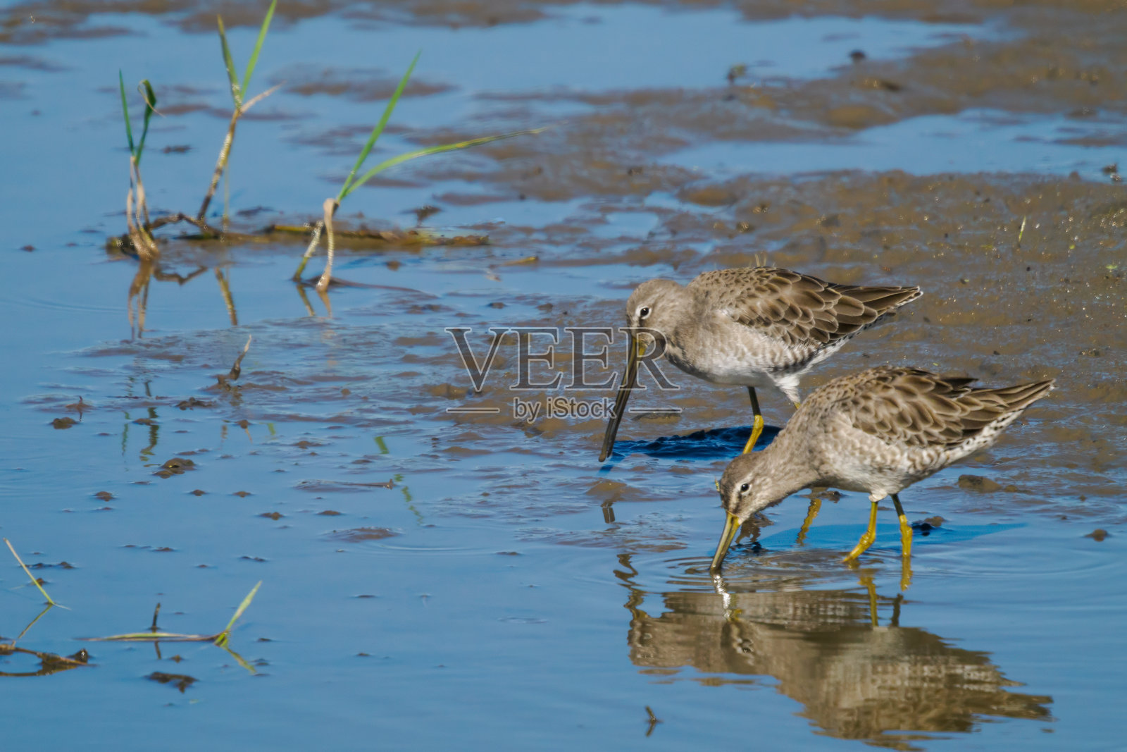 长嘴鹬在俄勒冈州浅水湿地照片摄影图片