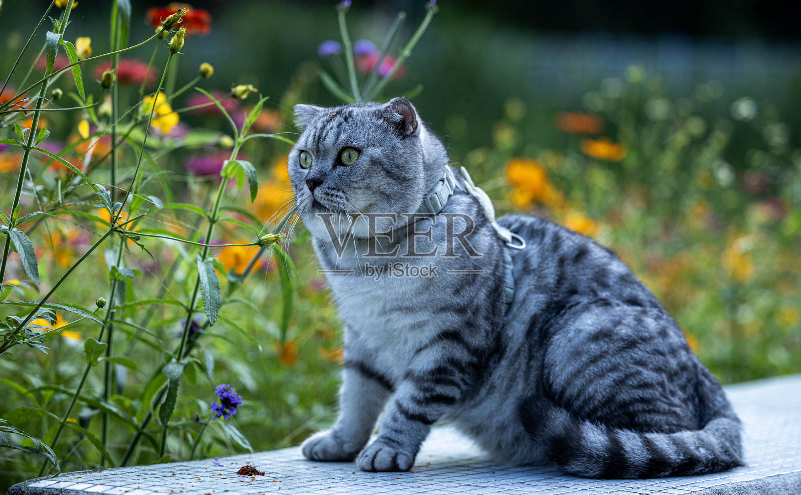 美国短毛猫在公园里享受着鲜花。照片摄影图片