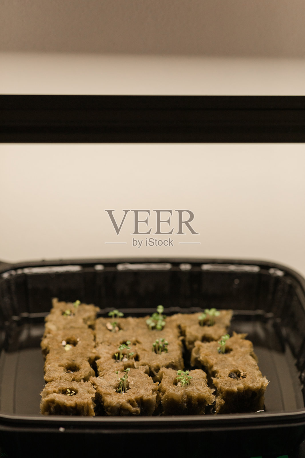 种子在岩棉块中发芽,放在加热垫和生长灯下,准备在2025年夏天于南佛罗里达的塔式花园进行家庭水培种植,通过在家种植食物来对抗通货膨胀。 种子在岩棉块中发芽,放在加热垫和生长灯下,准备在2025年夏天于南佛罗里达的塔式花园进行家庭水培种植,通过在家种植食物来对抗通货膨胀。照片摄影图片