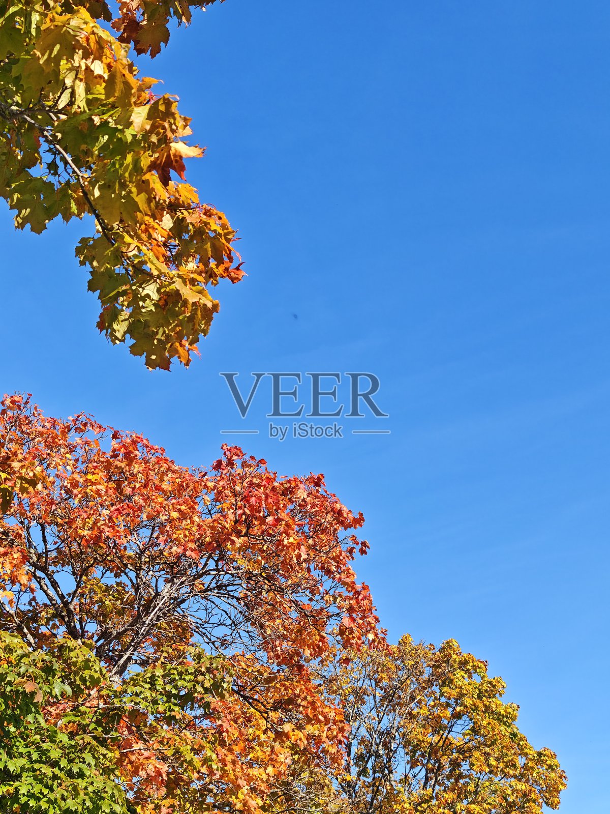 秋天的叶子照片摄影图片