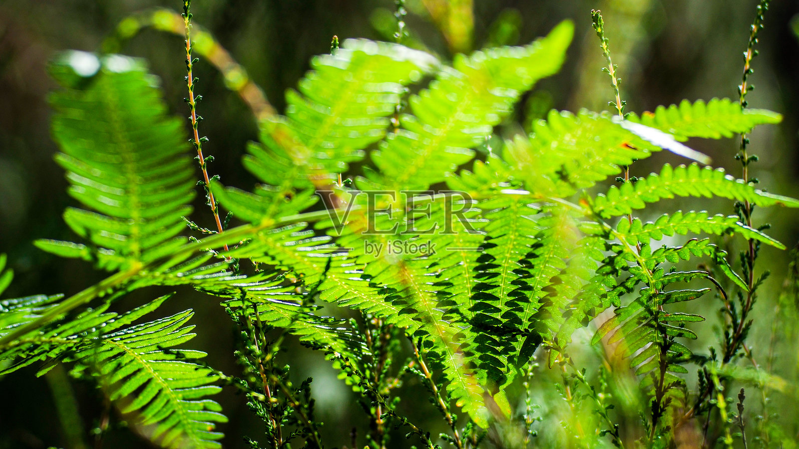 蕨类和石楠花照片摄影图片