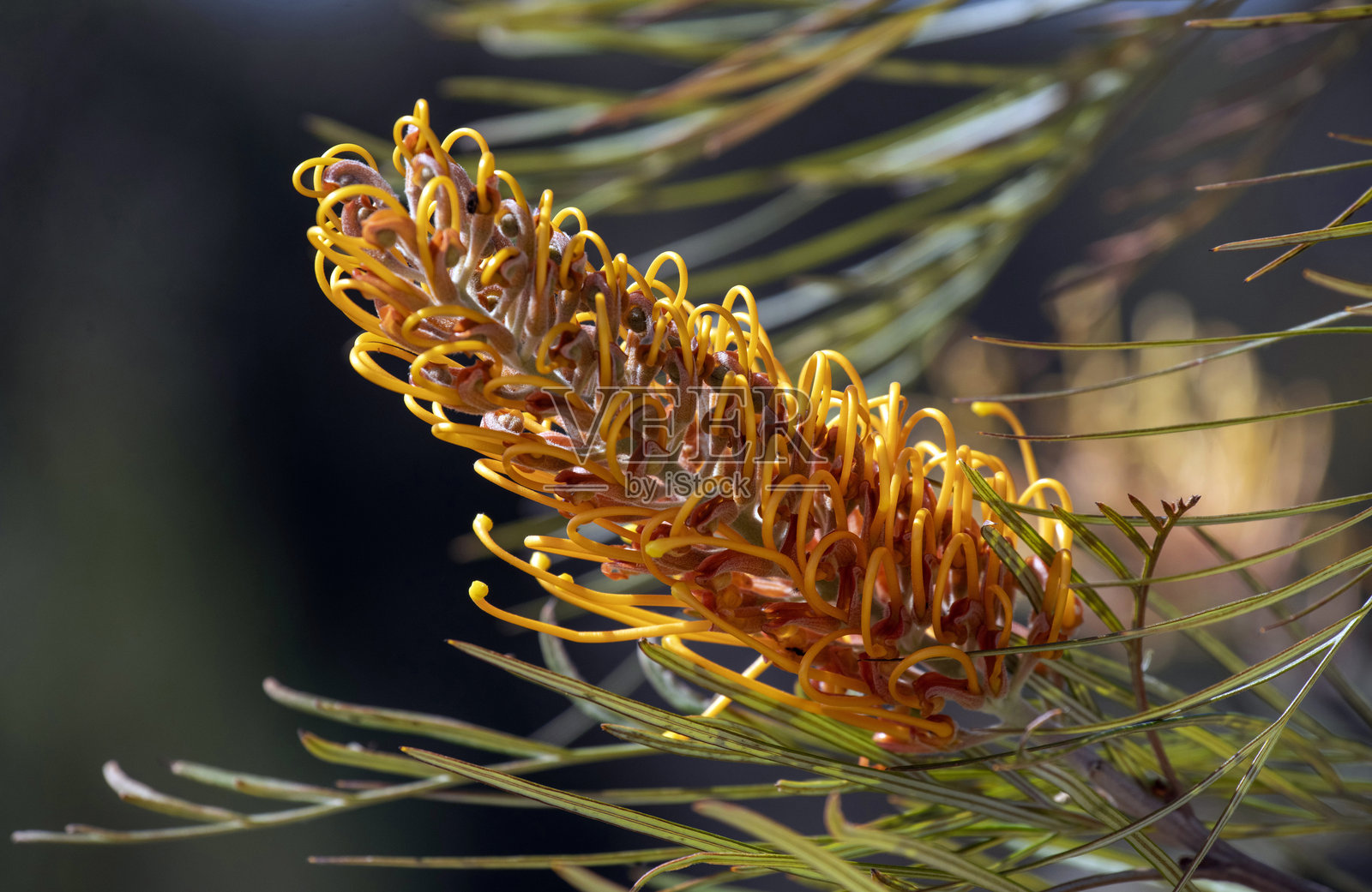 Grevillea 'Honey Gem'照片摄影图片