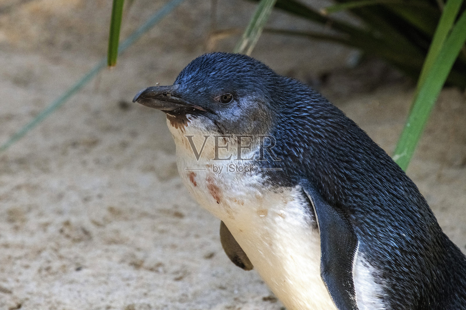 小蓝企鹅 (Eudyptula minor)照片摄影图片