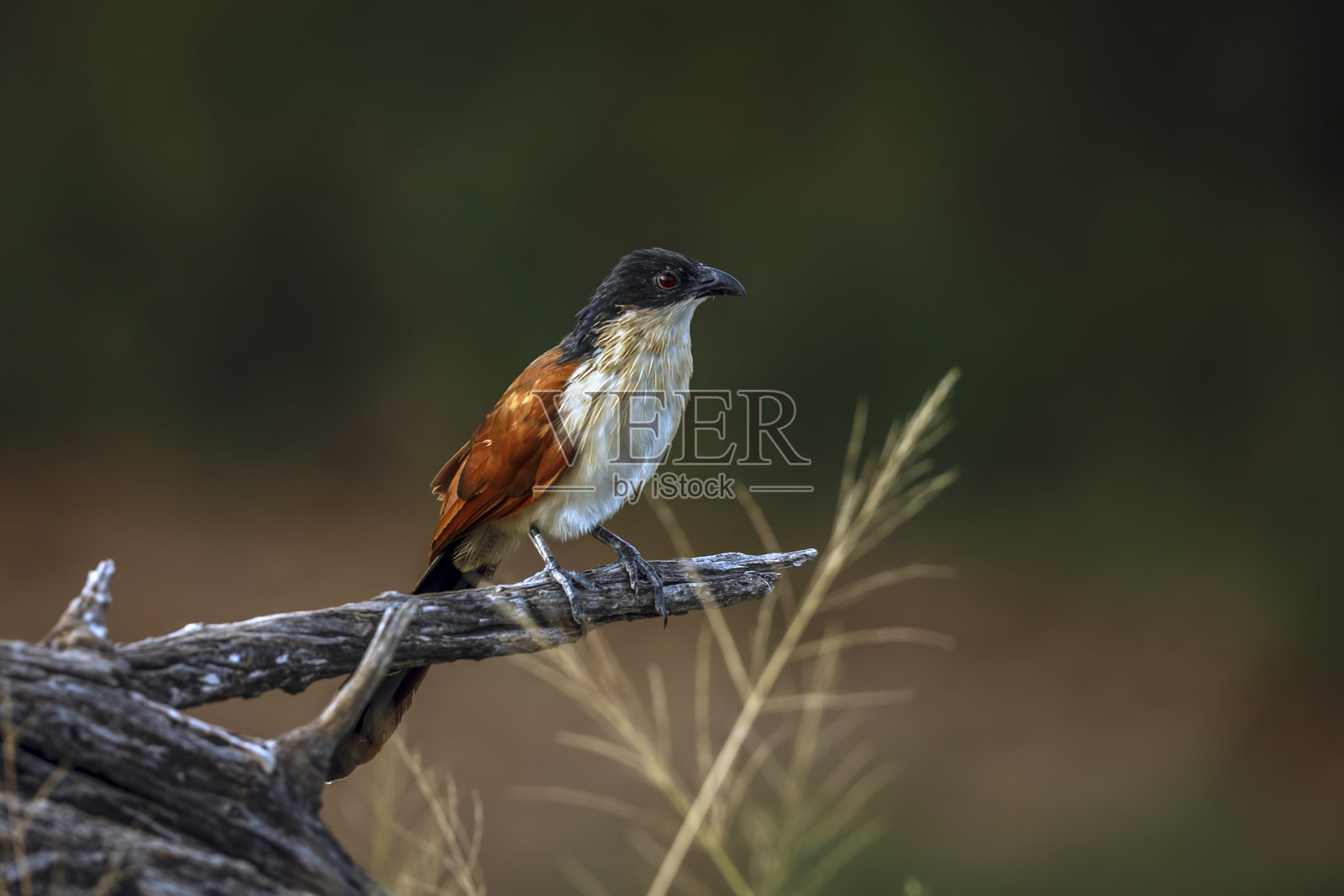 南非克鲁格国家公园的布氏距翅鴝鹩照片摄影图片