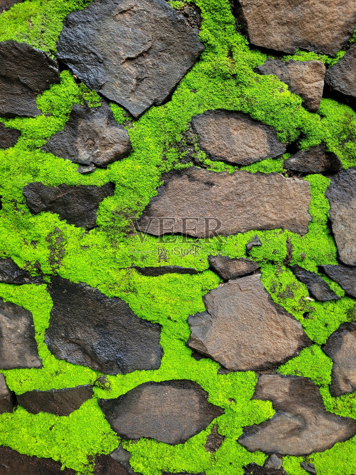 森林岩石上充满活力的苔藓特写照片摄影图片