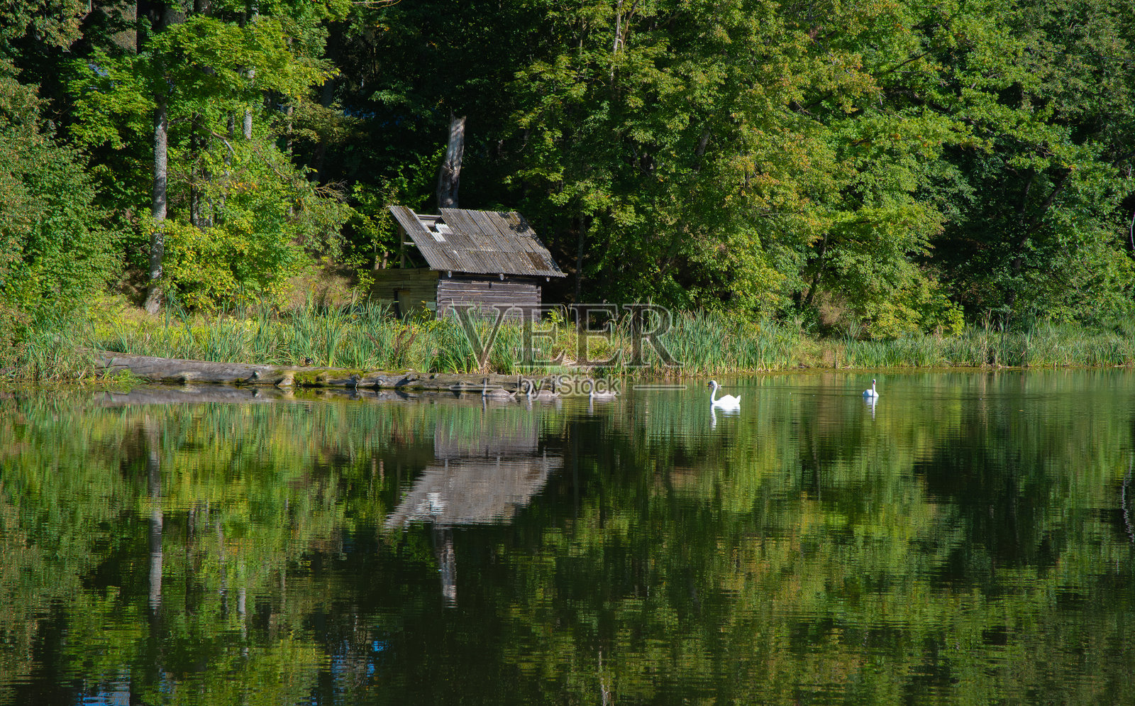 宁静湖泊旁的古老木屋,天鹅在水中游弋,树木倒映在水面上,构成一幅宁静的自然风光。照片摄影图片