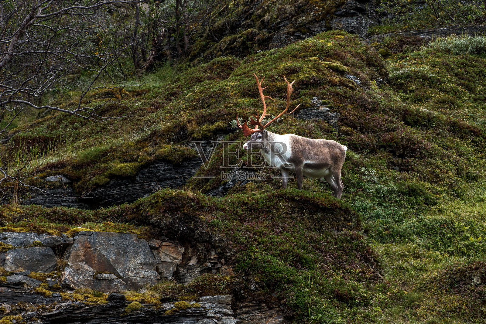 挪威山坡上吃草的驯鹿,有鹿角照片摄影图片