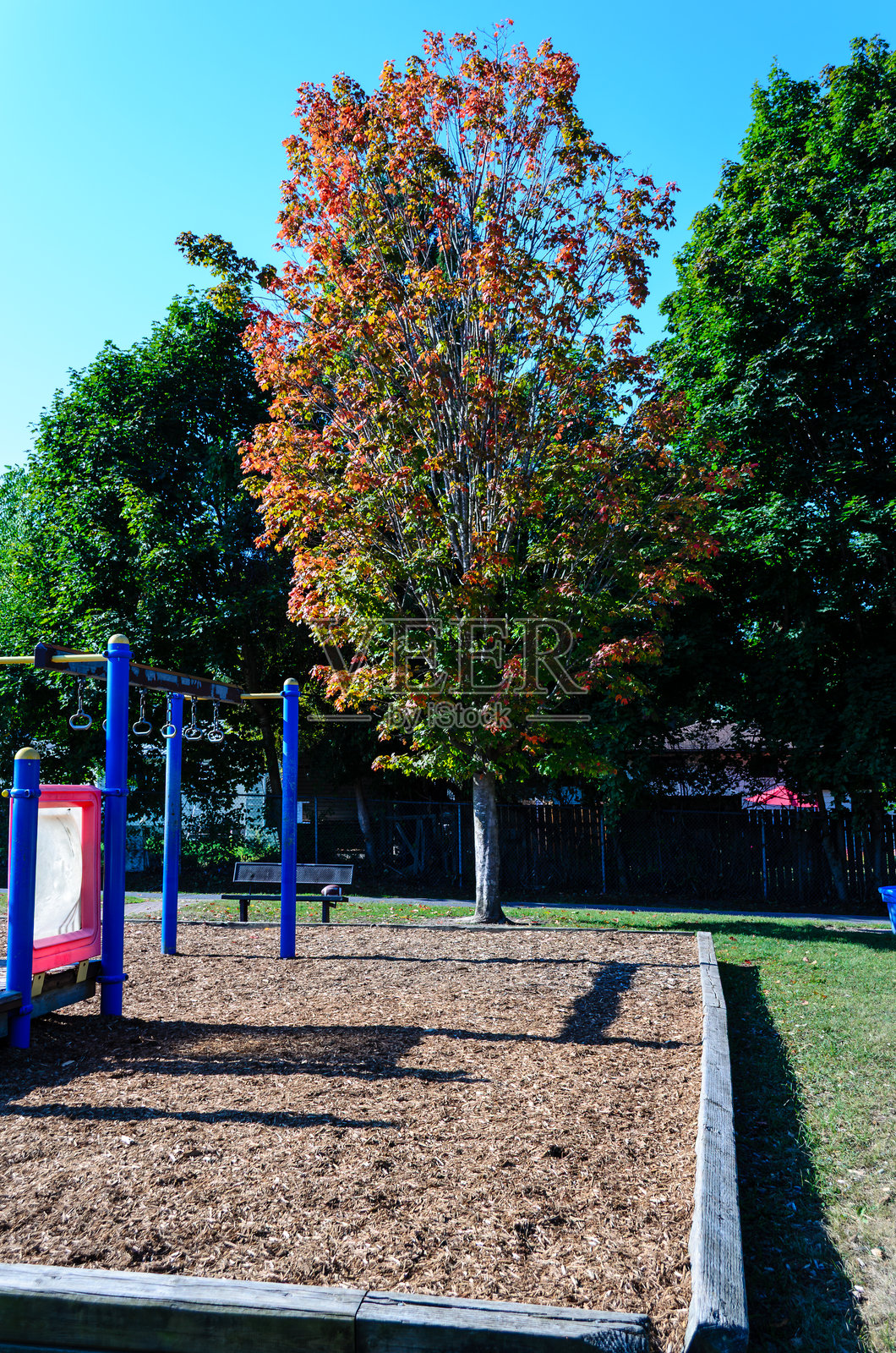 初秋时节,一棵枫树旁边的游乐场,色彩斑斓。照片摄影图片