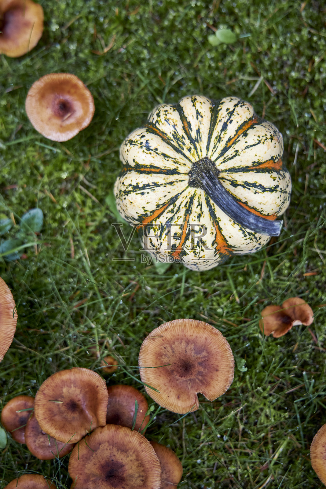 五彩缤纷的南瓜和蘑菇铺在绿草地上,构成一幅乡村秋收景象。是感恩节、万圣节、有机食品和乡村生活方式概念的完美季节性背景。照片摄影图片