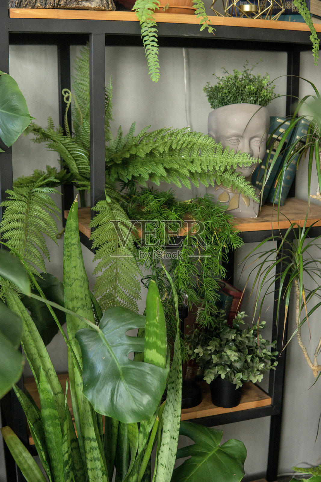 摆放着绿色盆栽和装饰品的架子。亲生命性室内设计概念,将自然融入生活空间,用绿色植物改善家居和办公环境。照片摄影图片