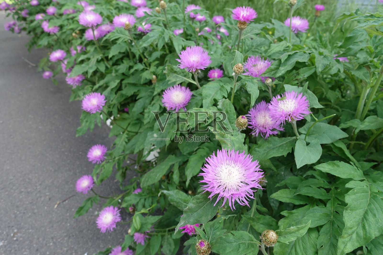 盛开的粉花矢车菊(Centaurea dealbata)在五月照片摄影图片