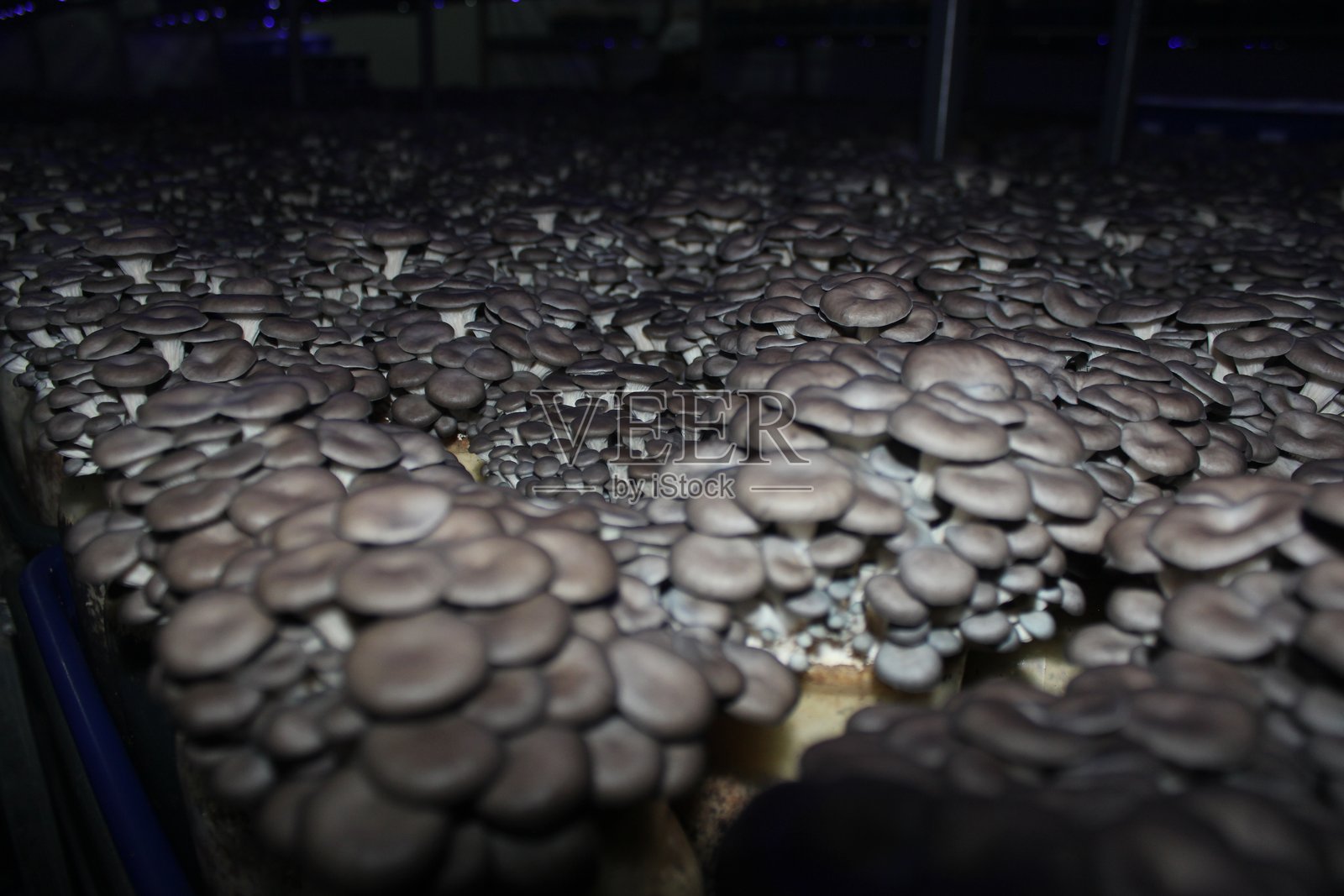 蘑菇农场,室内设施,通过控制温度和湿度来培育可食用蘑菇,用于大规模食品生产照片摄影图片