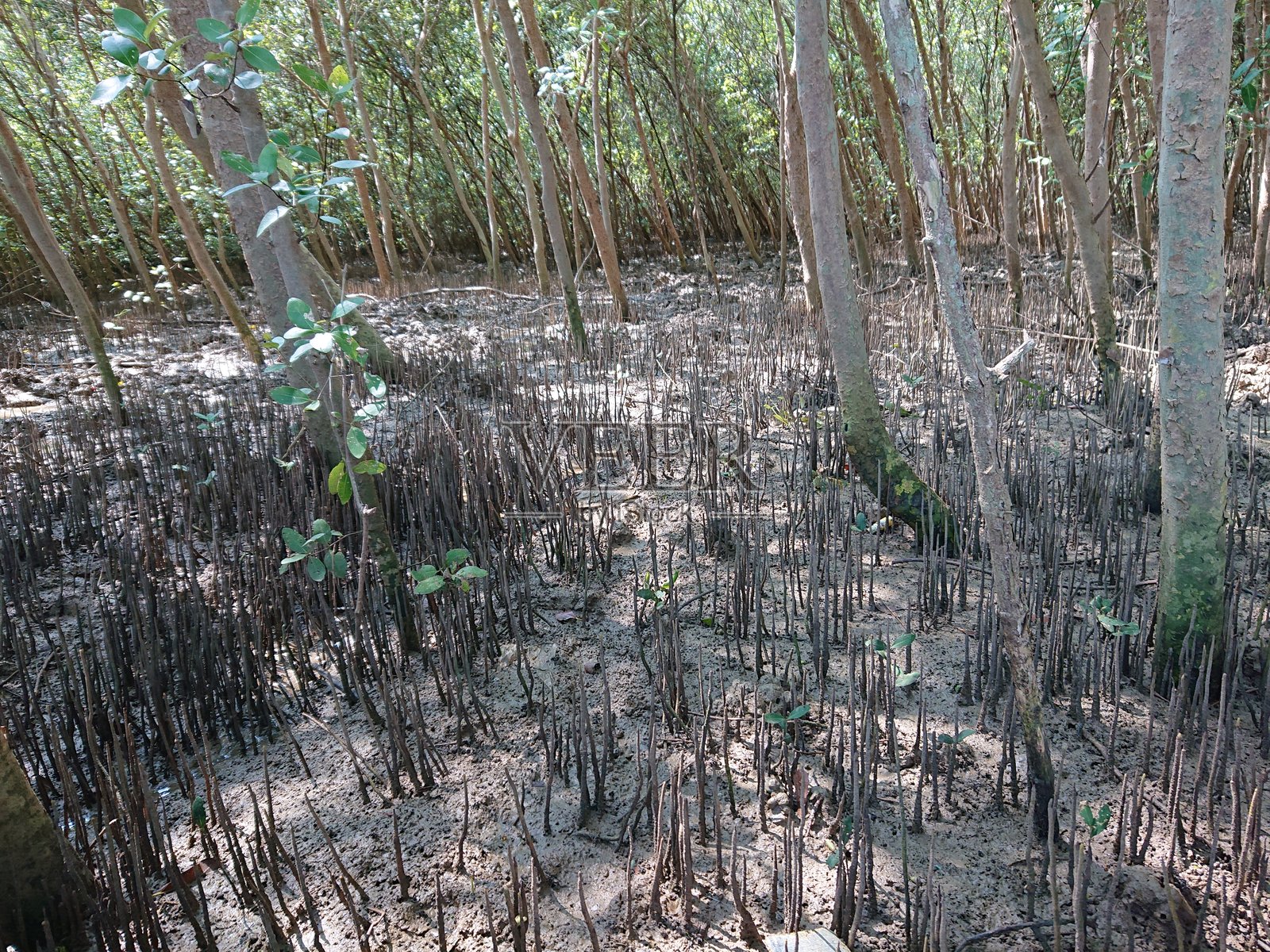 红树林树木的根系露出地面,气生根(呼吸根)是红树林树木在缺氧的沿海土壤中的一种适应形式照片摄影图片