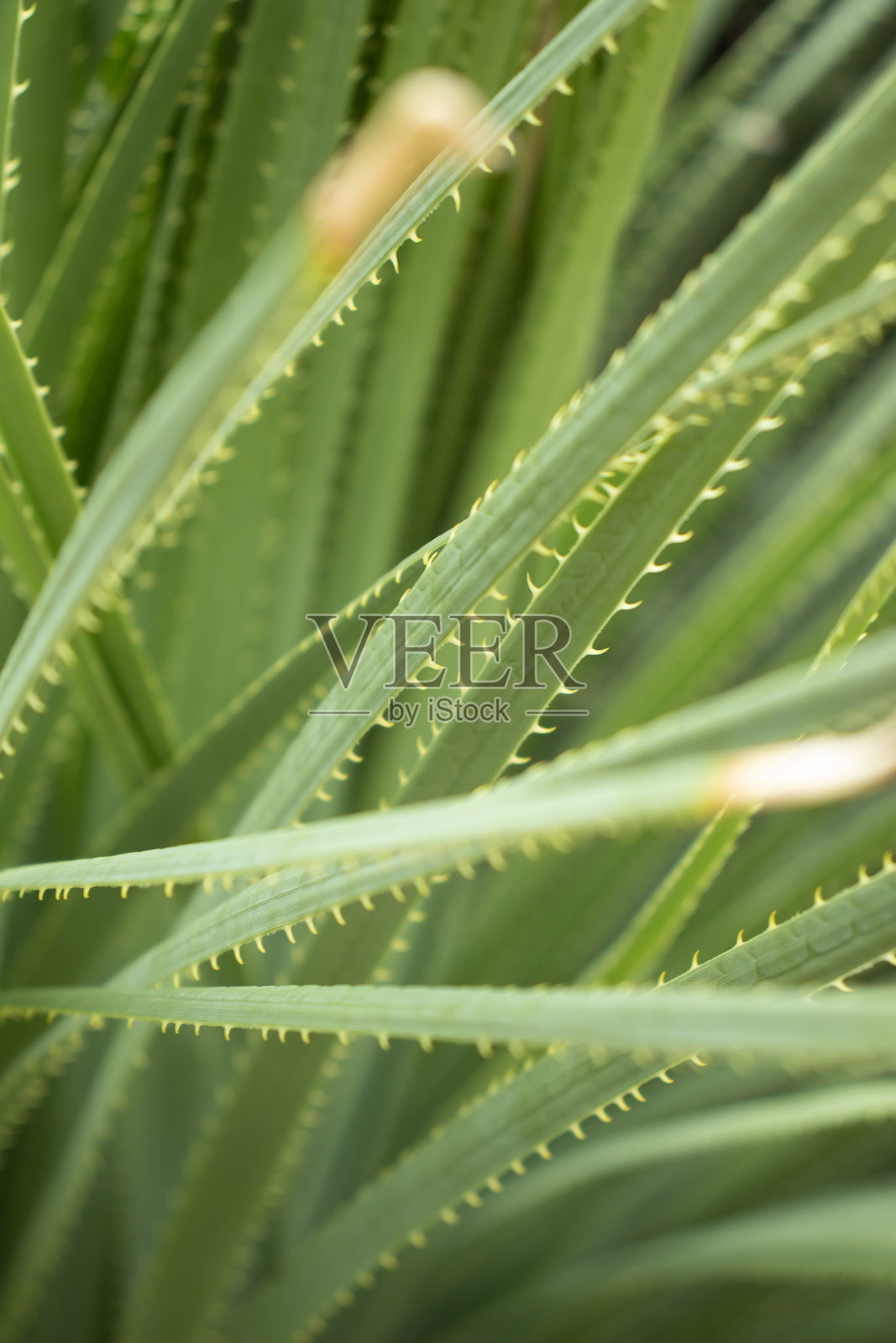 近距离的草地照片摄影图片