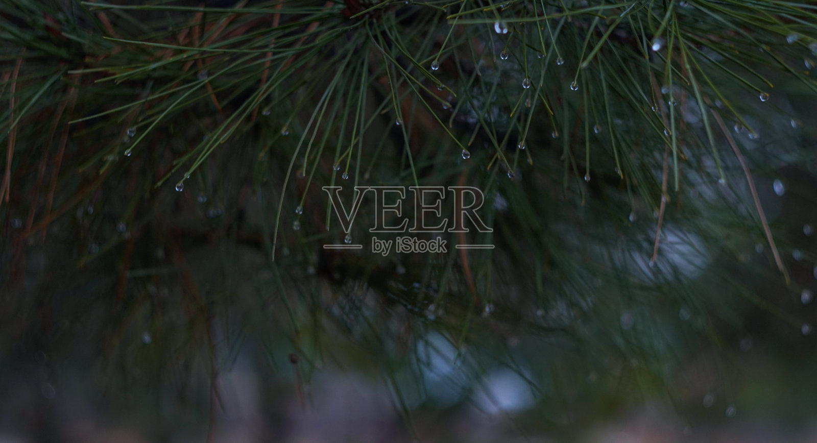 云杉针叶上的水珠照片摄影图片