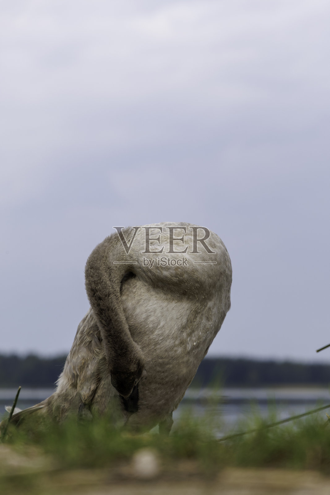 一只天鹅在站立,脖子上的羽毛有些凌乱。照片摄影图片