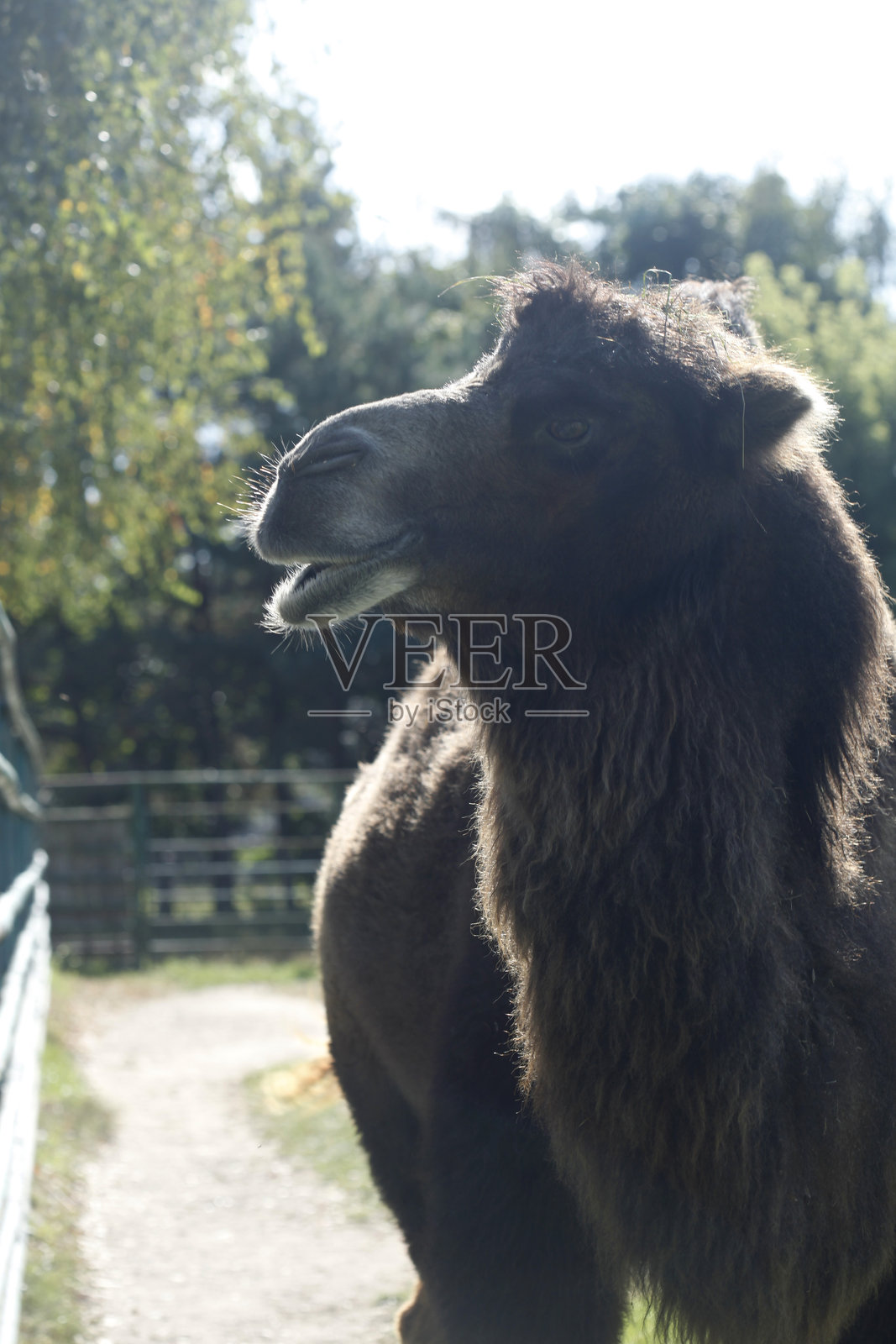 可爱棕色骆驼的肖像照片摄影图片