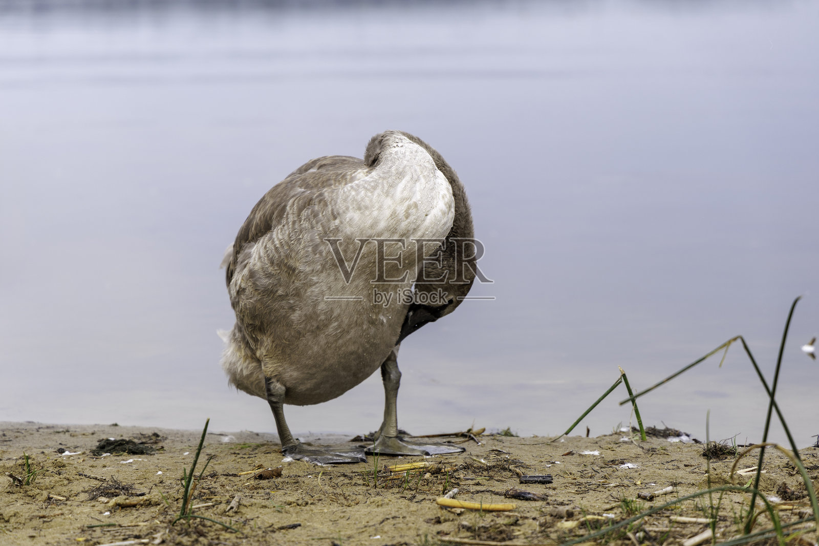 两只小天鹅站在草地上照片摄影图片