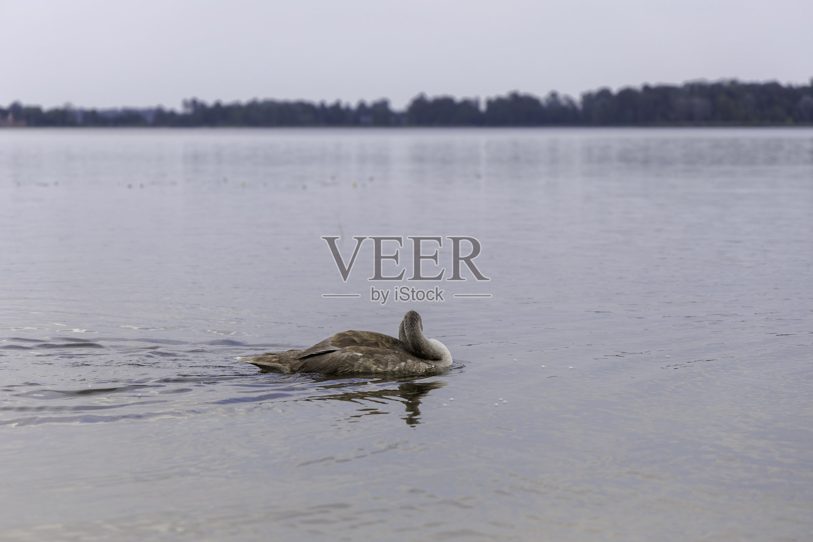 湖面上游泳的天鹅幼鸟照片摄影图片