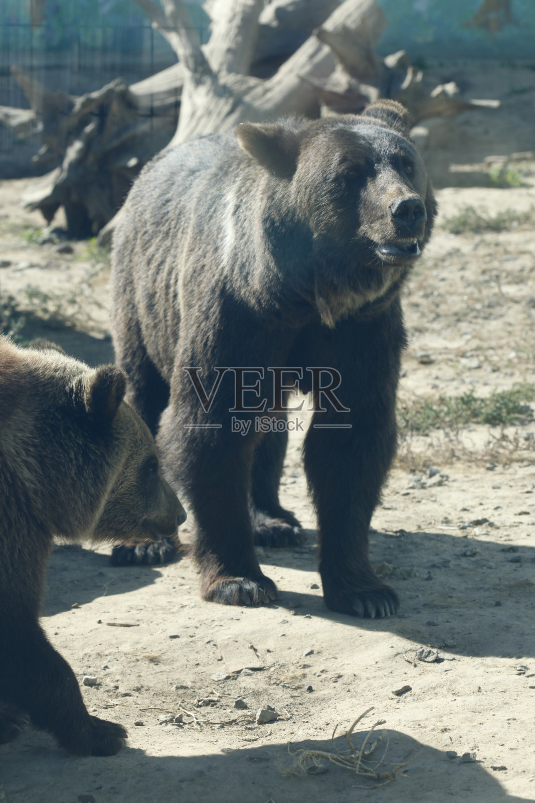 可爱的棕熊肖像照片摄影图片
