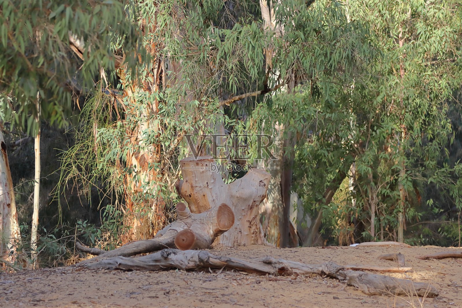 公园里的树桩,背景是桉树照片摄影图片