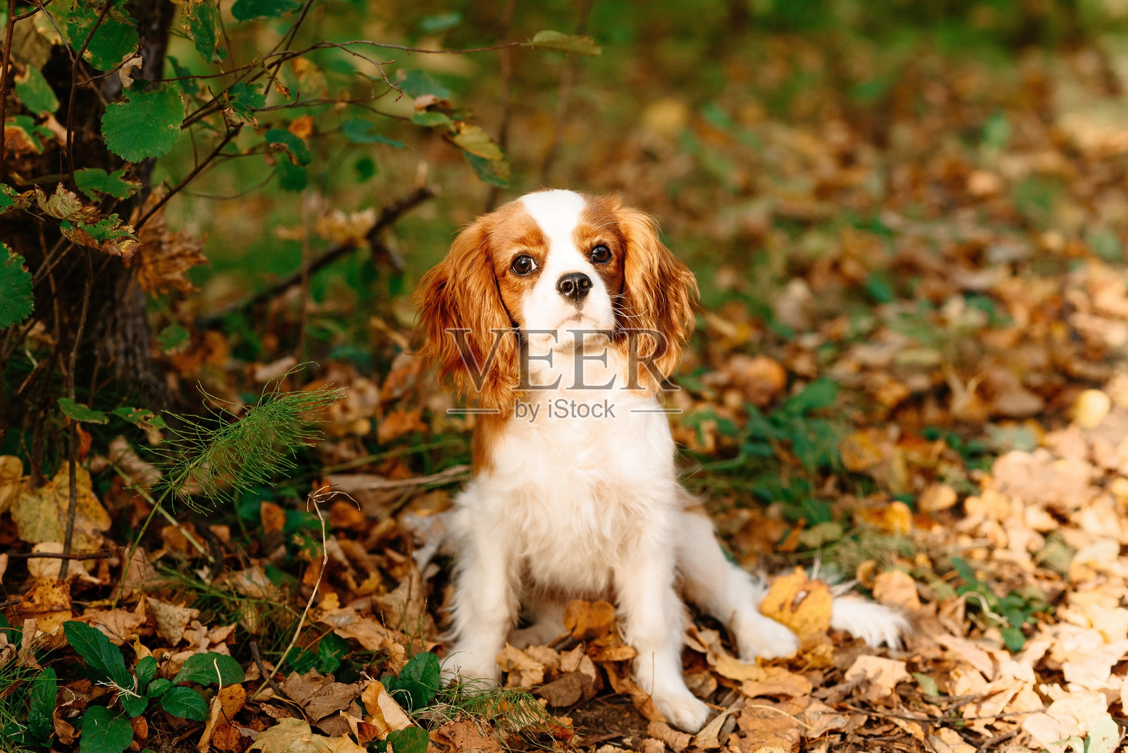 可爱的棕白相间的骑士查理王小猎犬在秋天的公园里散步照片摄影图片