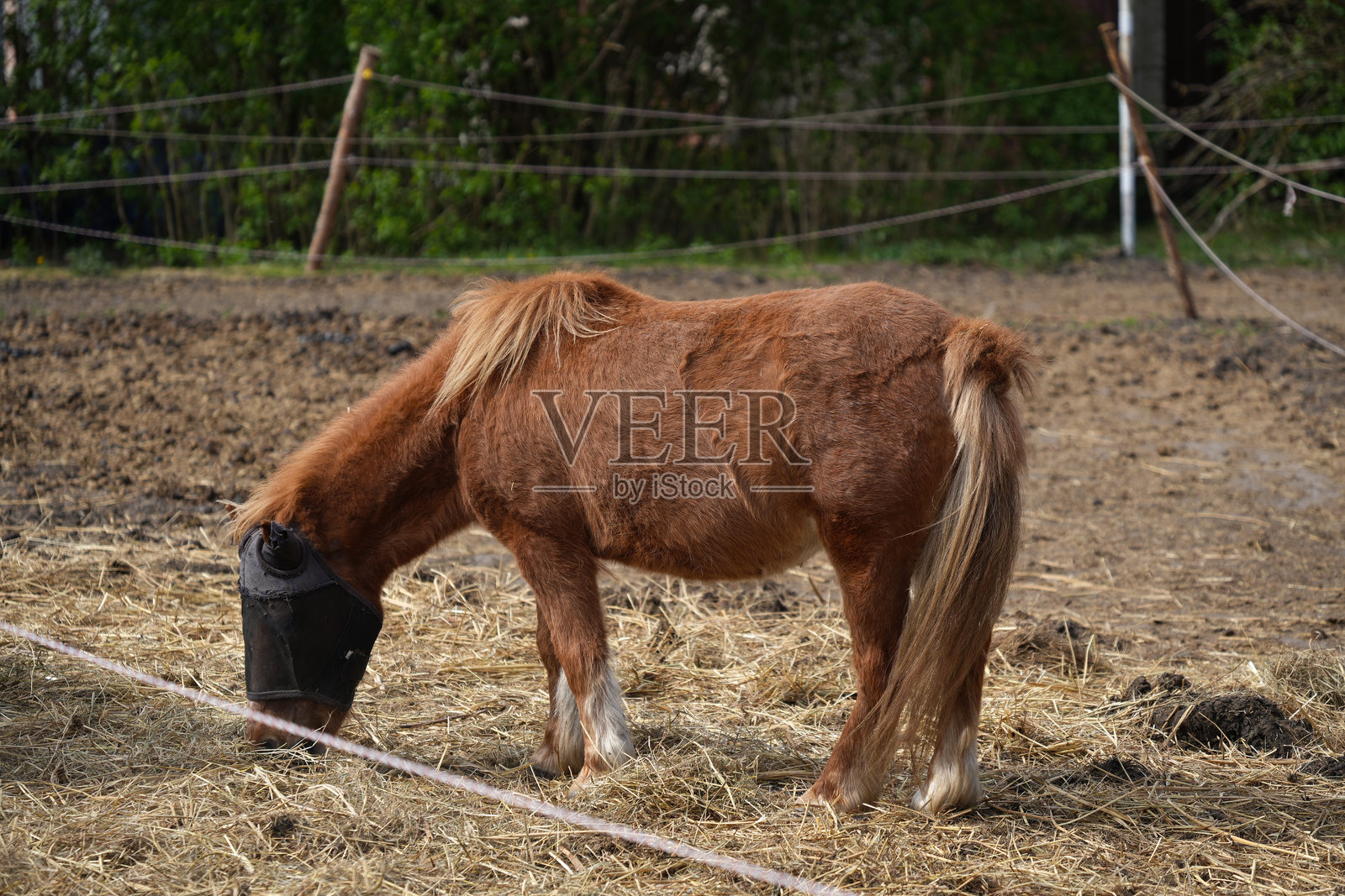 一只棕色的小马在马厩里吃干草,头上戴着防蚊网以驱赶昆虫。照片摄影图片