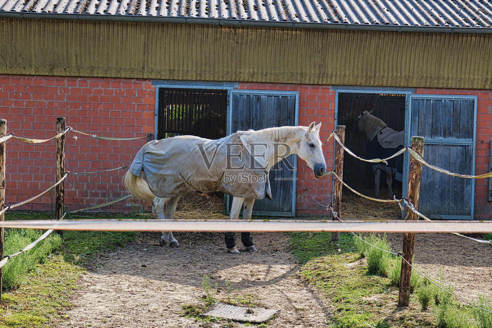 白马站在乡村农场的马厩旁。照片摄影图片