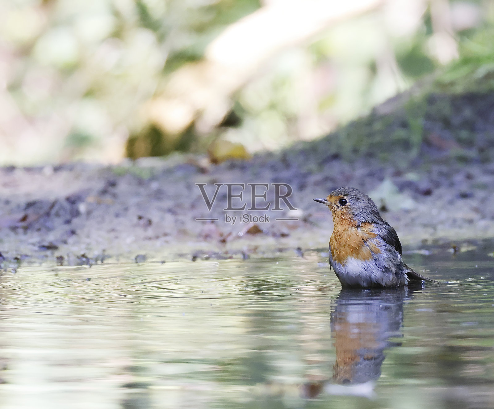 知更鸟(Erithacus rubecula)在沐浴照片摄影图片