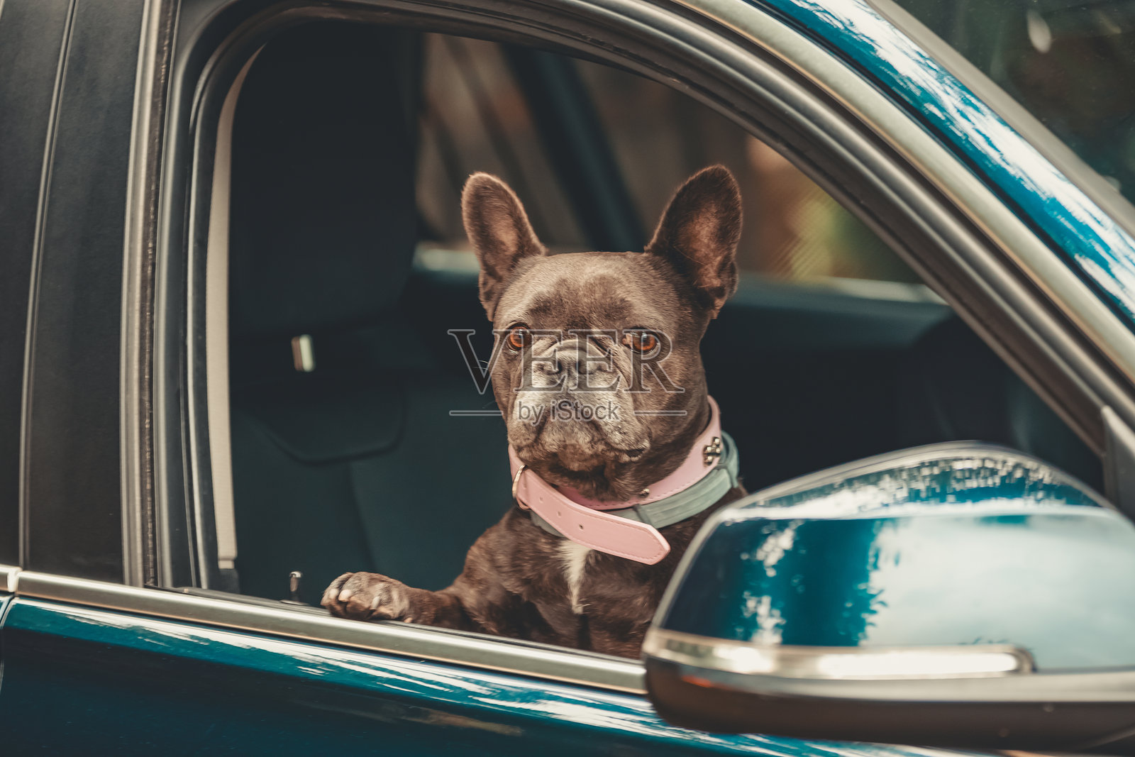 一只狗在车里旅行,望着窗外照片摄影图片