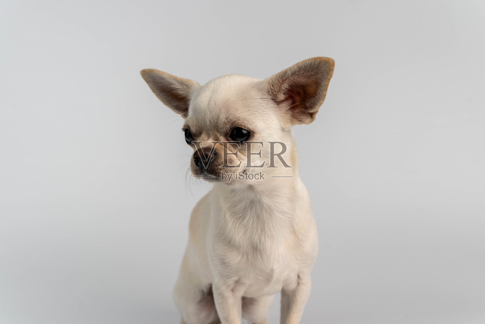 奇瓦瓦幼犬,坐着,侧脸看向一边,在白色背景上摆姿势照片摄影图片