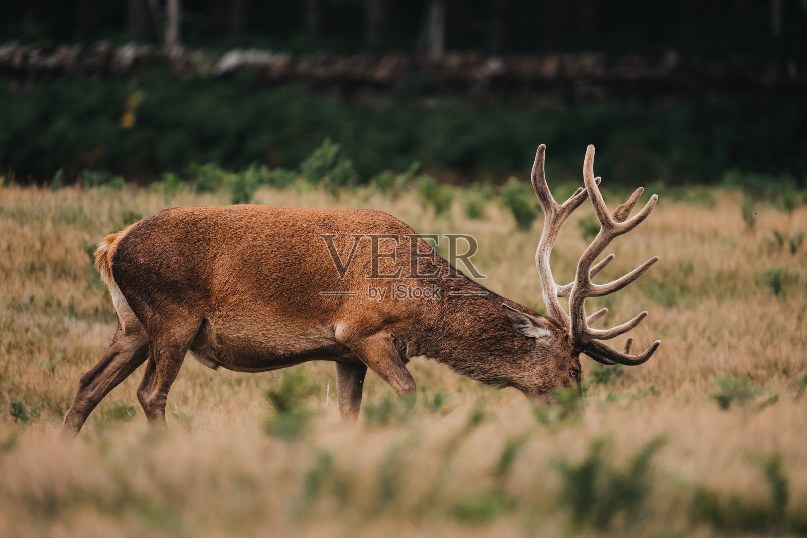 雄性赤鹿,拥有巨大的鹿角,野生动物摄影,自然保护区照片摄影图片