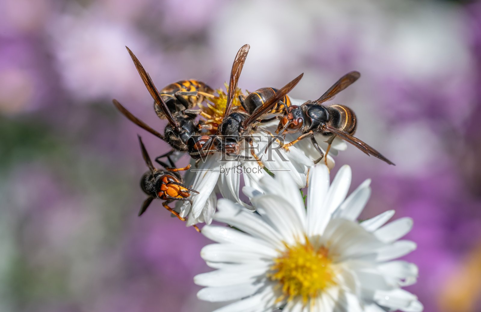 四只胡蜂照片摄影图片