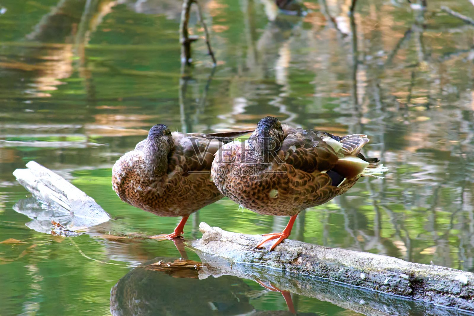 自然保护区湖泊中,两只野鸭睡在浮木上,特写镜头照片摄影图片