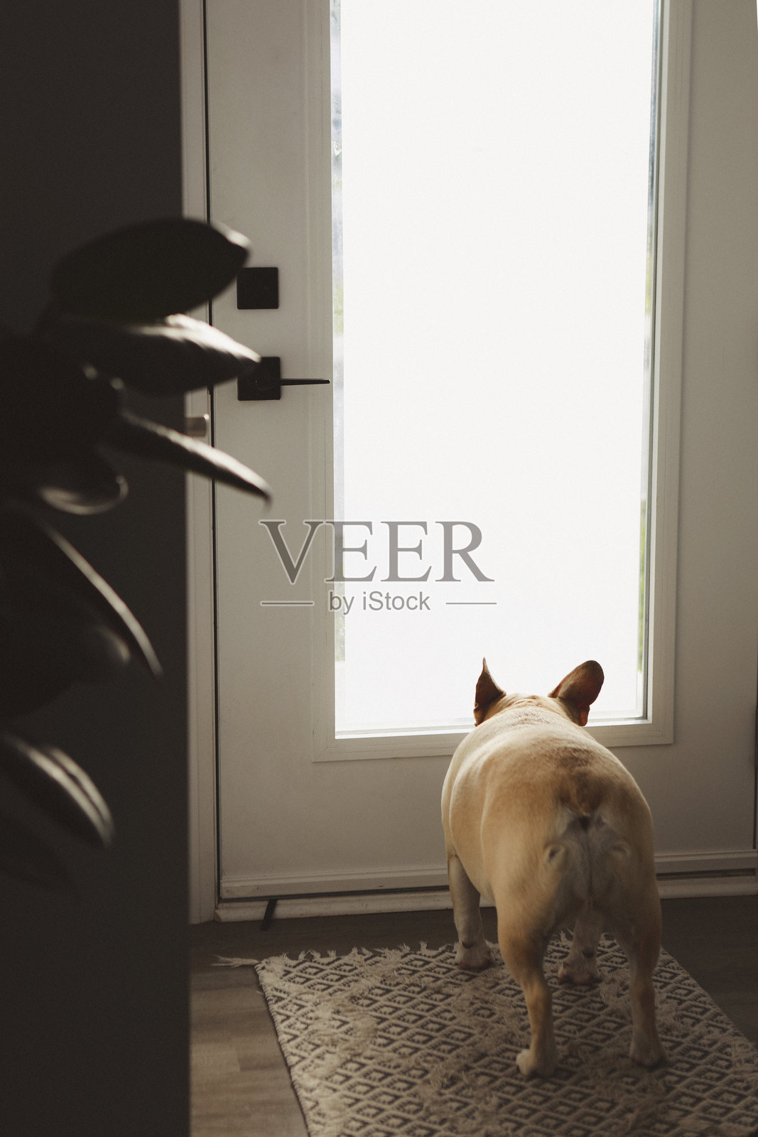 法国斗牛犬和英国斗牛犬从窗户偷看照片摄影图片