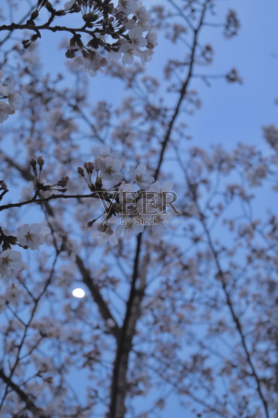 盛开的樱花,展示着娇嫩的粉色和白色花瓣。它是新生和短暂之美的象征,非常适合宁静的风景或季节性庆祝活动。照片摄影图片
