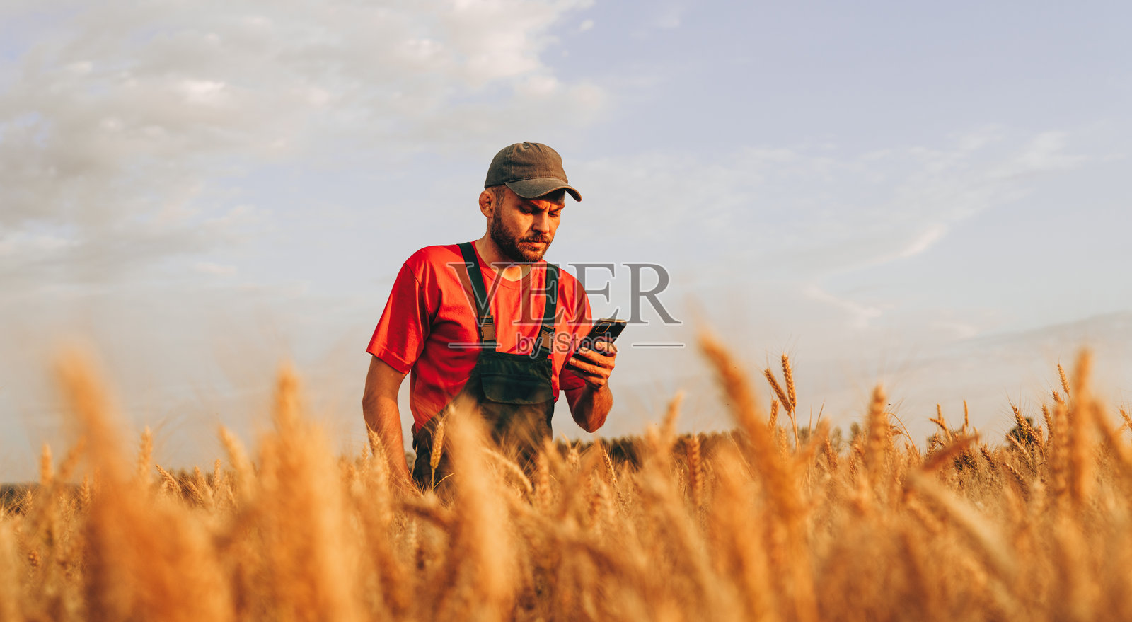 现代农民在金黄的麦田里查看手机照片摄影图片