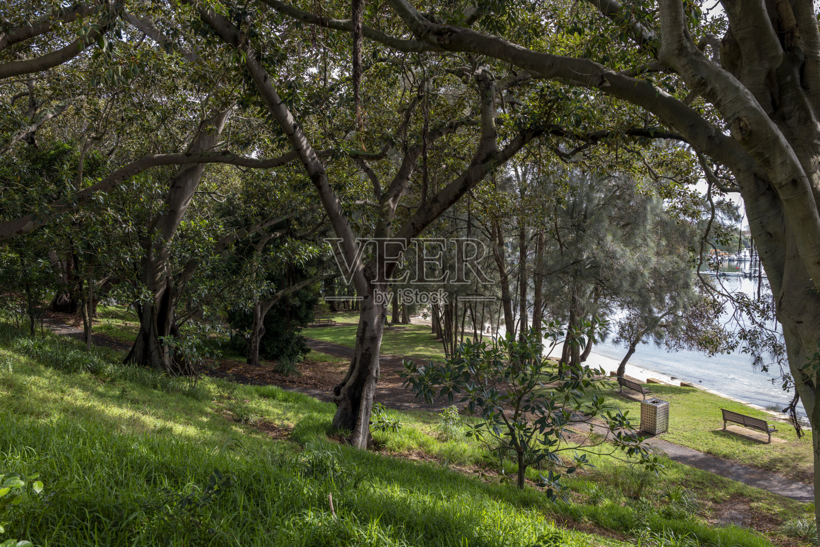 澳大利亚悉尼玫瑰湾海滨照片摄影图片